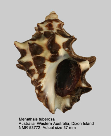 Menathais tuberosa (8).jpg - Menathais tuberosa(Röding,1798)